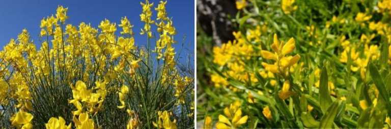 Comment choisir un Genêt ou Cytisus ? - Promesse de Fleurs