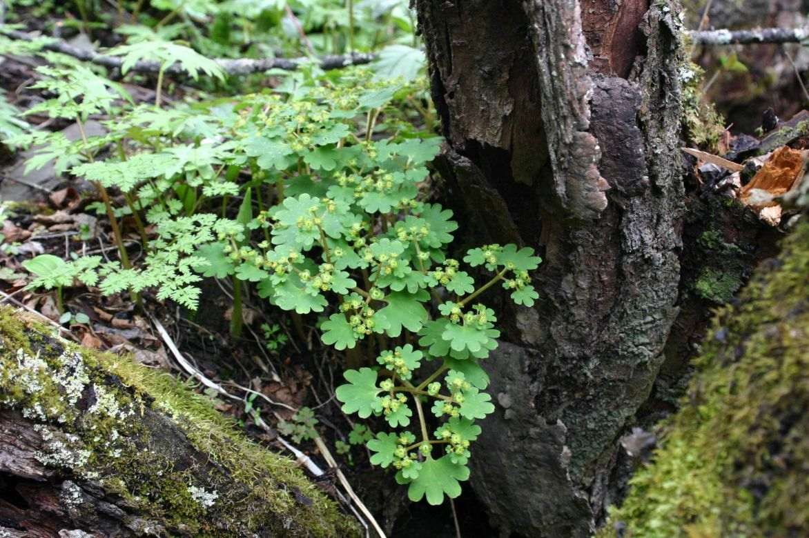 chrysosplenium griffithii