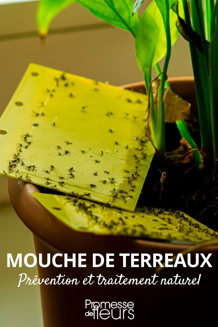 La sciaride ou mouche des terreaux