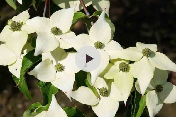 Le Cornus kousa Milky Way