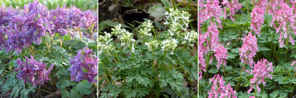 corydalis solida