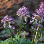 Corydalis bulbeux : plantation, culture, entretien