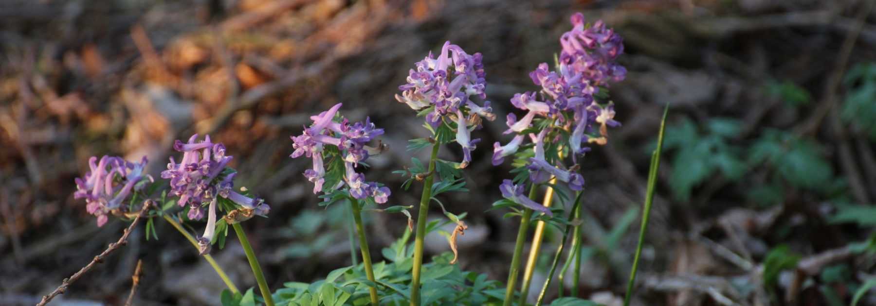 Corydalis bulbeux : plantation, culture, entretien