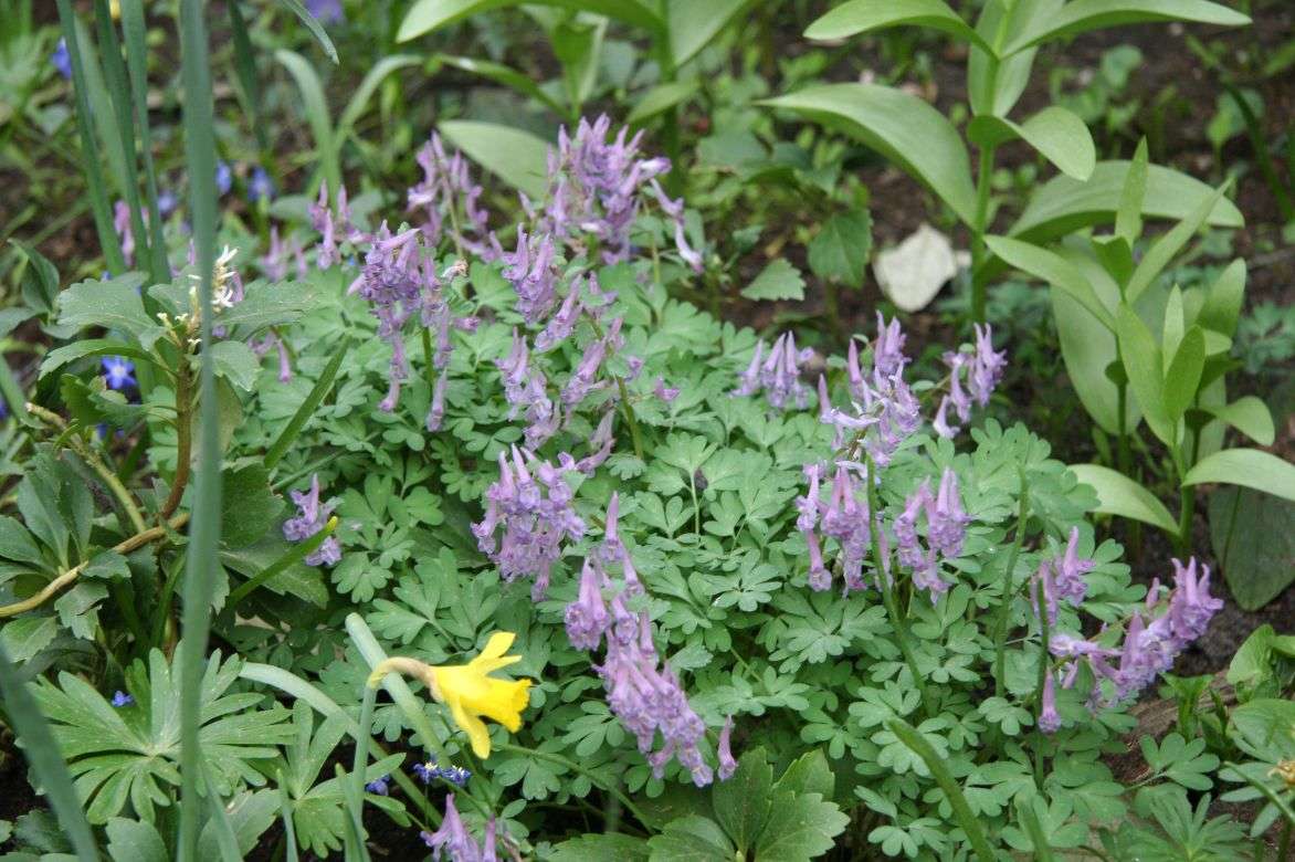 corydalis solida