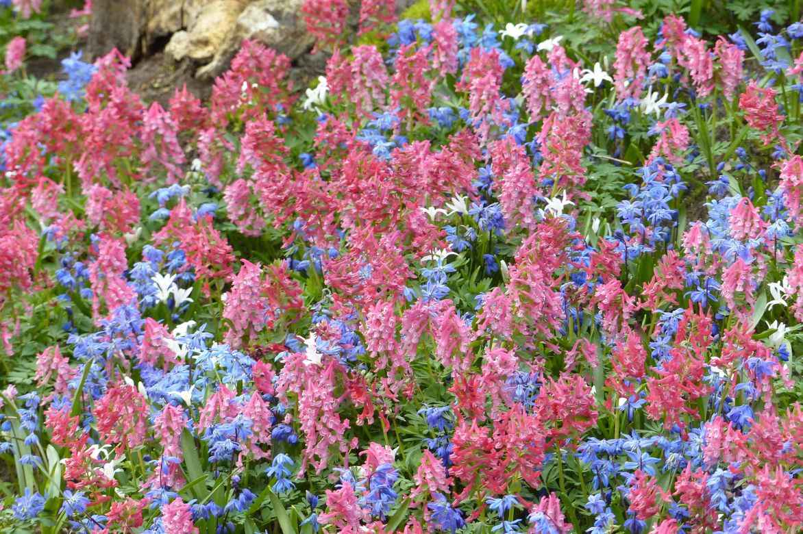 corydalis solida association