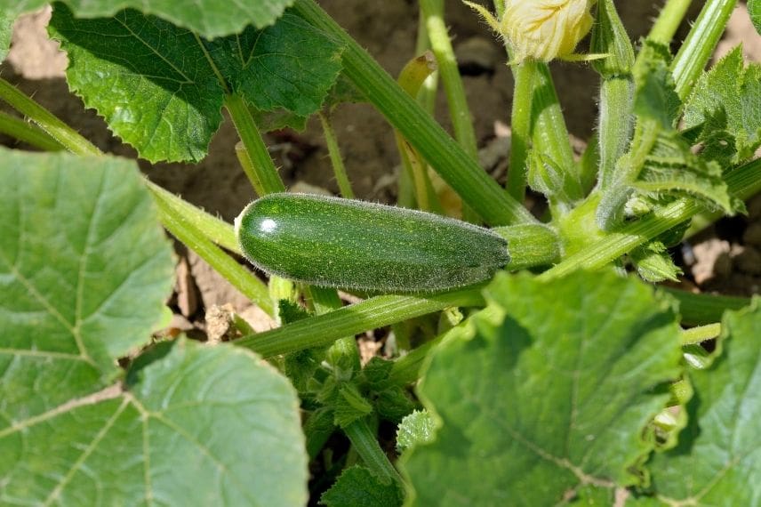 courgette - légume facile 