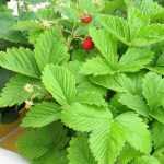 Cultiver des fraises sur le balcon