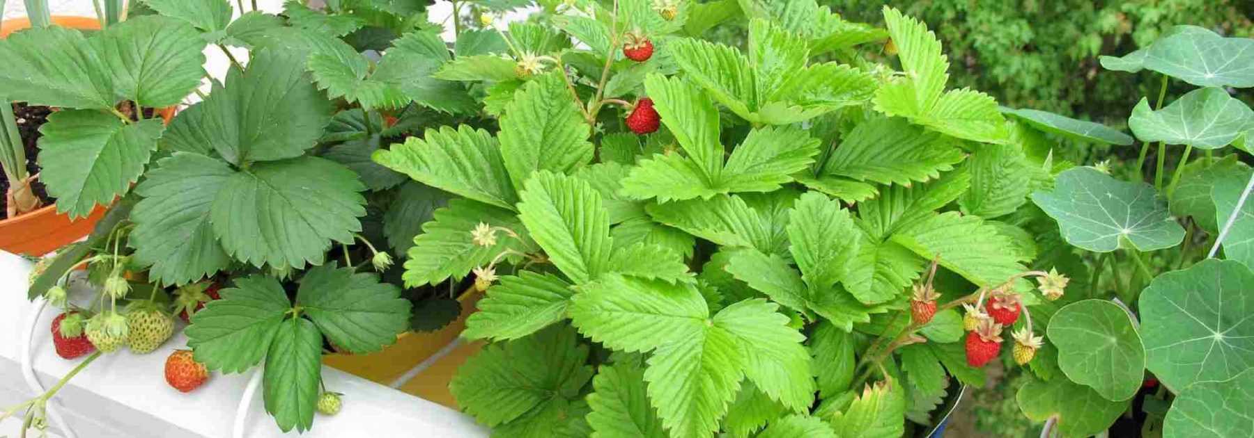 Cultiver des fraises sur le balcon