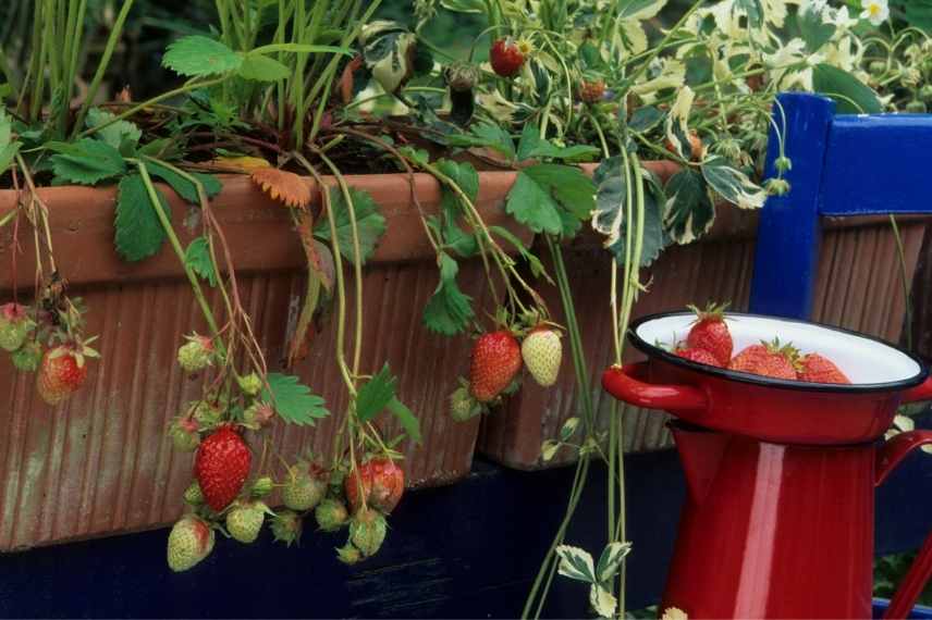 Cultiver des fraises sur un balcon, culture fraises sur balcon, fraises dans jardinière