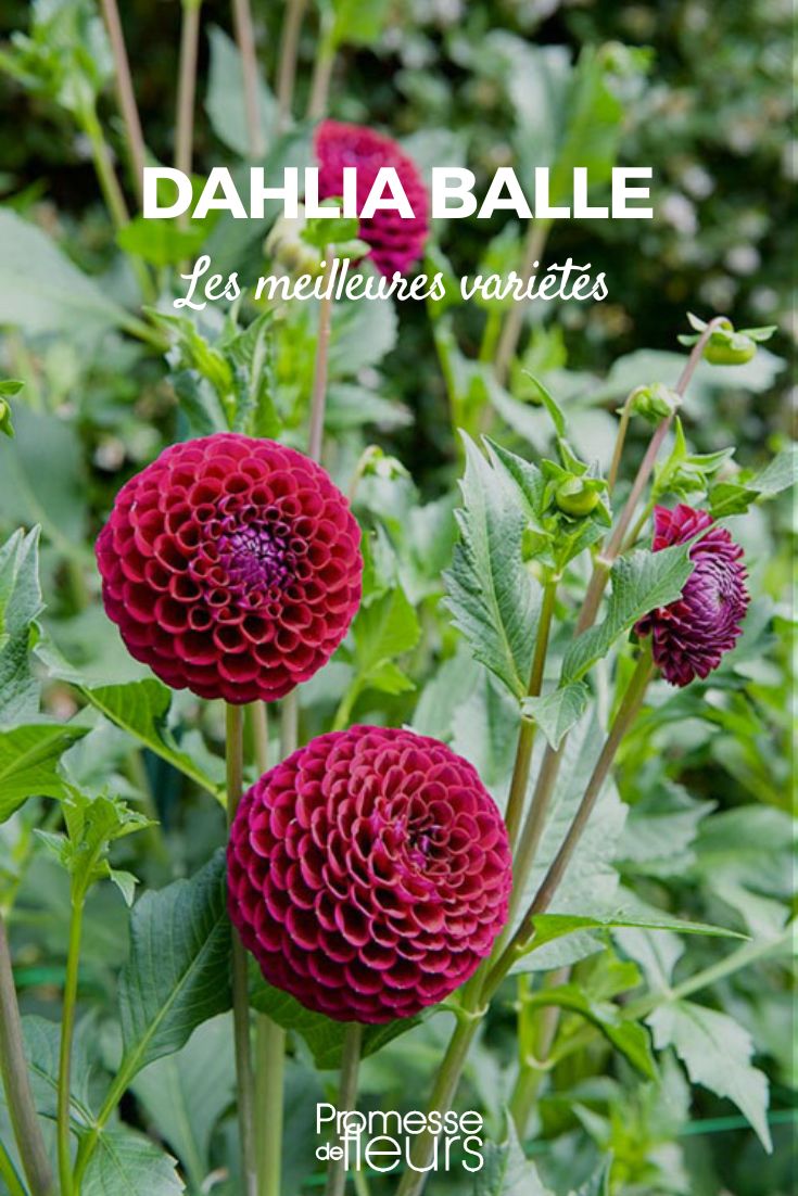 dahlia balle meilleures variétés