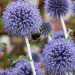 Associer les Echinops