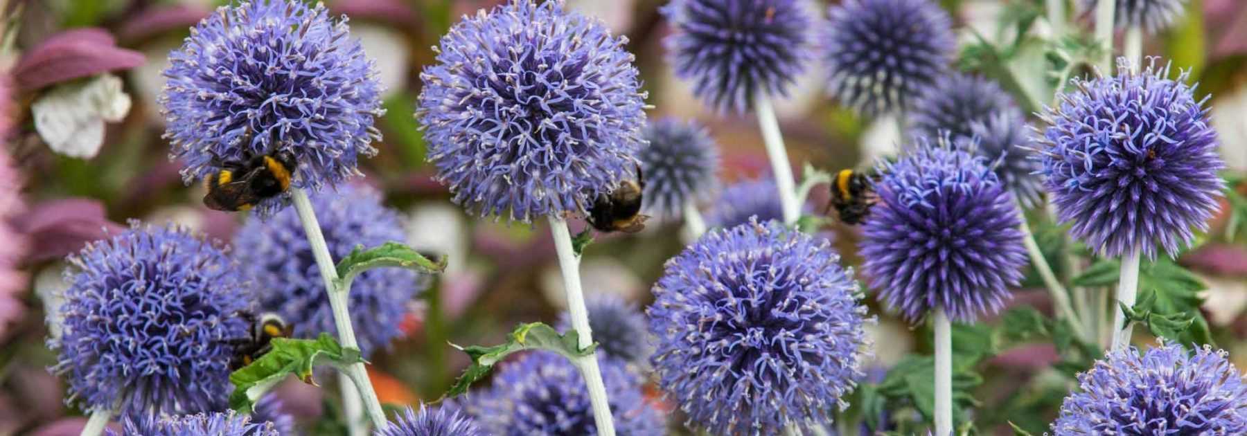 Associer les Echinops