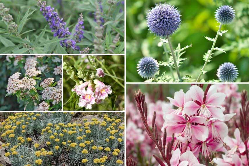 Associer les Echinops jardin sans arrosage