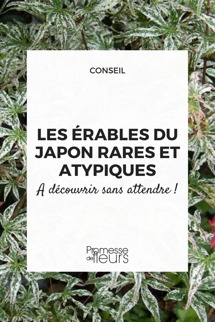 érables du japon rares et atypiques