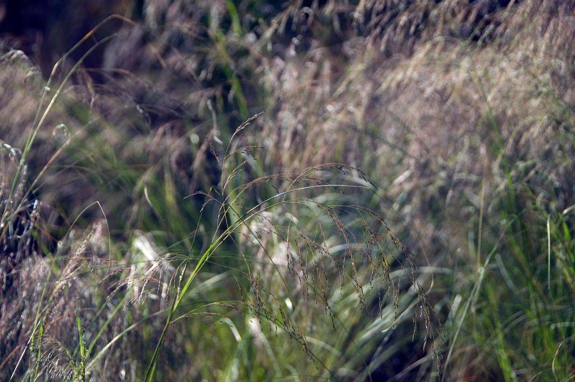 eragrostis