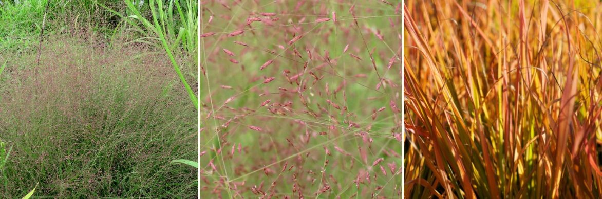 eragrostis : tout savoir