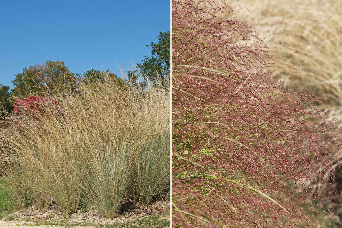 eragrostis