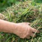 Peut-on composter les "mauvaises herbes" ?