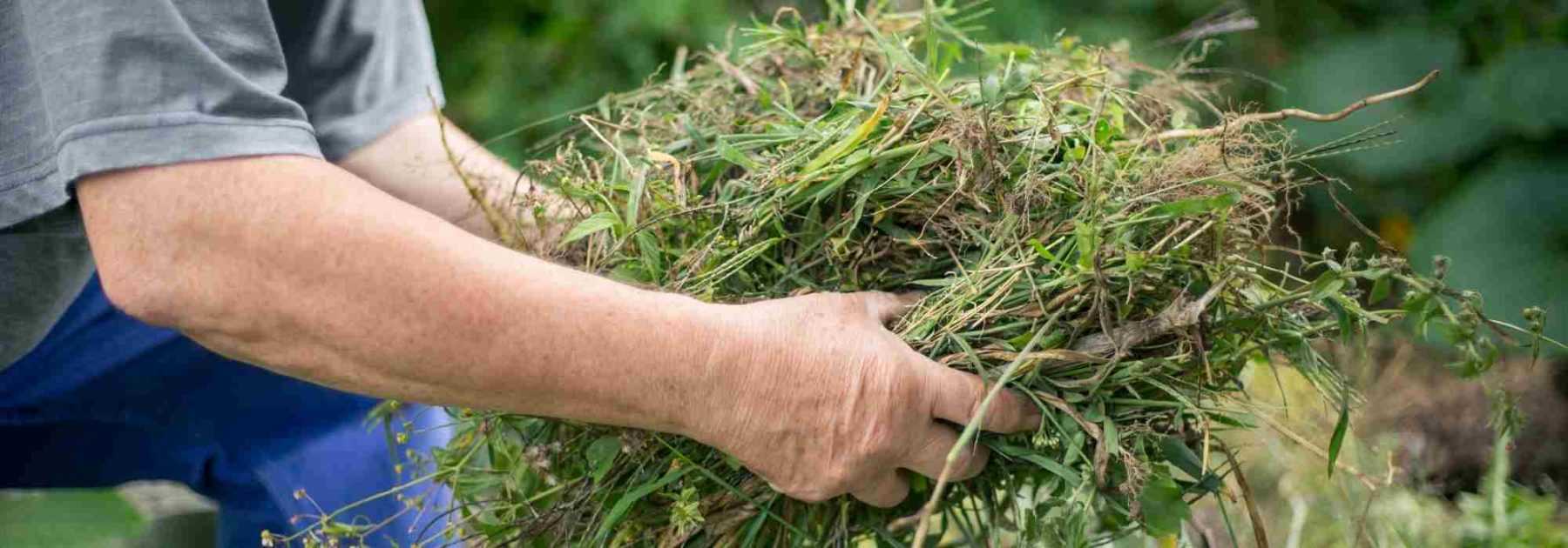 Peut-on composter les "mauvaises herbes" ?