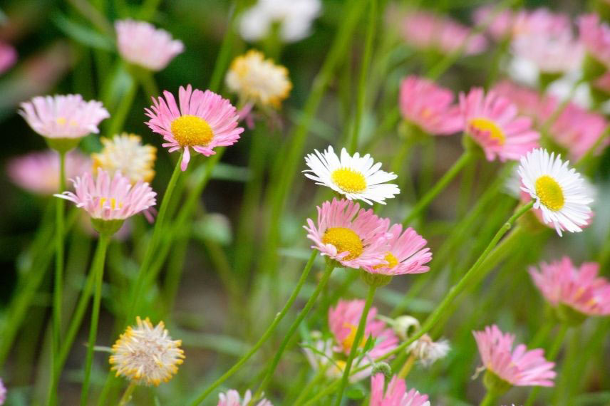 plantes en fleurs tout l’été Erigeron vergerette