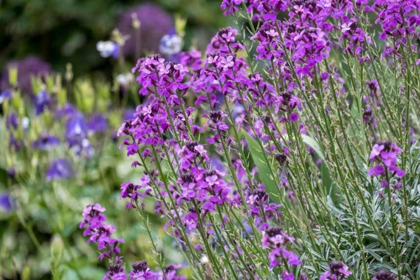 plantes en fleurs tout l’été giroflée arbustive