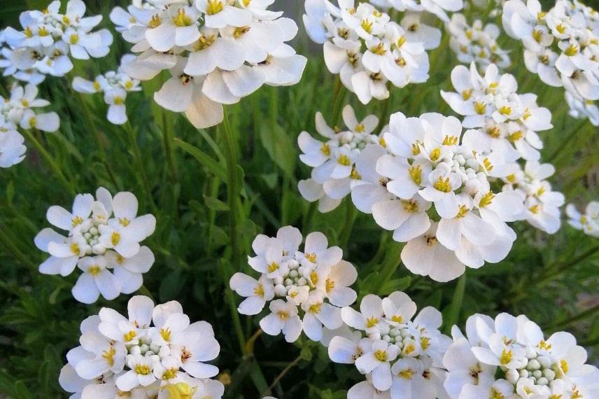 plantes en fleurs tout l’été Corbeille d'argent