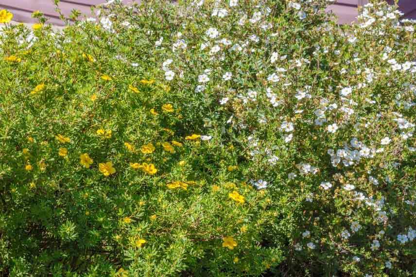 plantes en fleurs tout l’été potentille