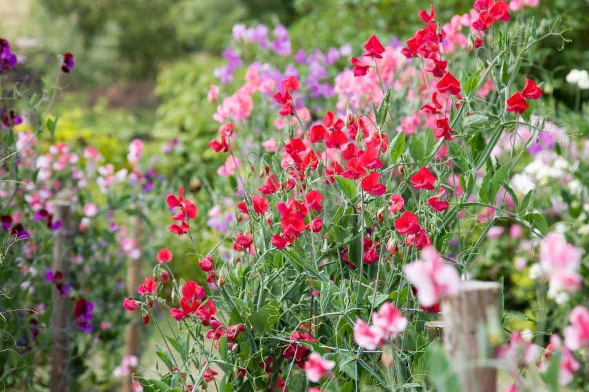 plantes en fleurs tout l’été pois de senteur