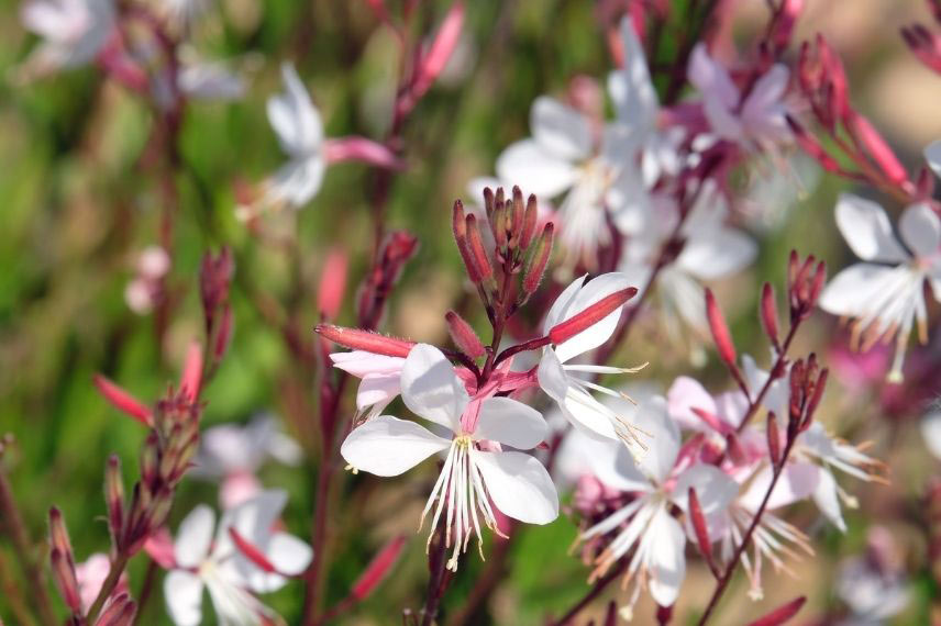 plantes en fleurs tout l’été aura