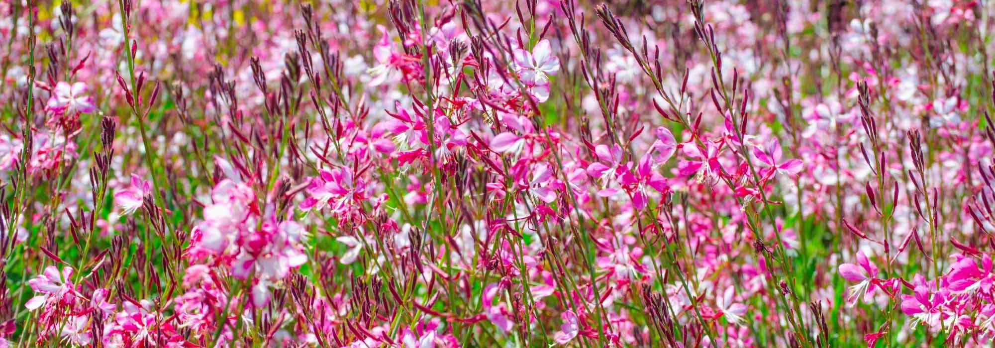 7 plantes en fleurs tout l’été