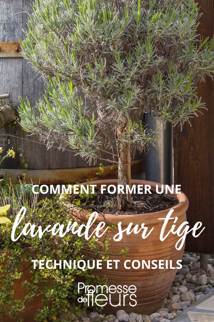 former une lavande sur tige