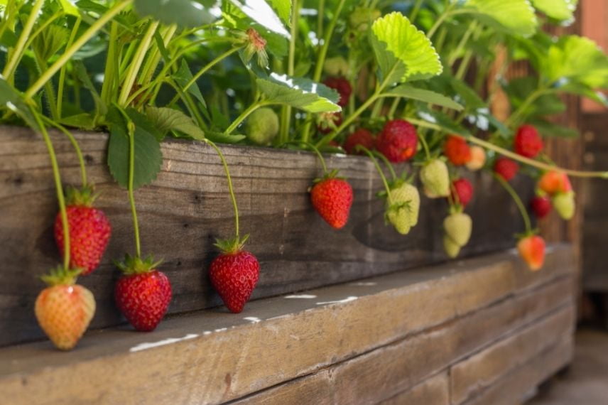 fraises potager terrasse