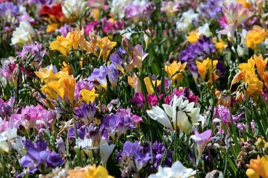 bulbes d’été à fleurs parfumées