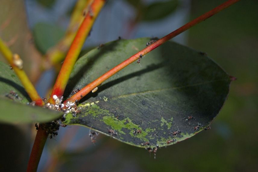 fumagine feuilles insectes