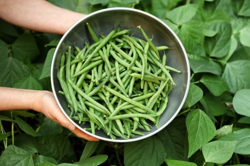 haricot vert - légume facile 