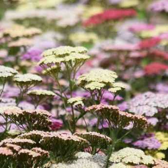 Fleurs de Thé  Perlepampille Chez Moi