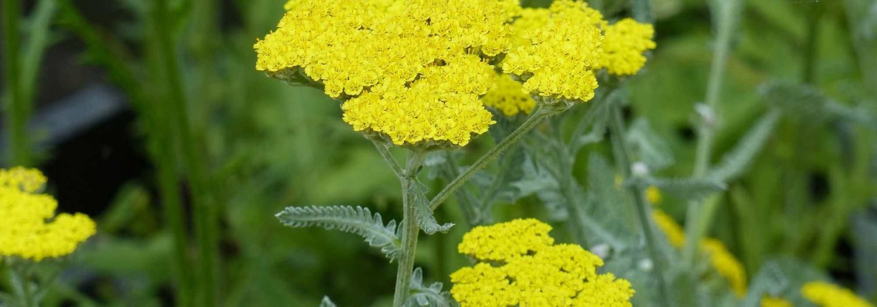 Achillée millefeuille (Achillea millefolium) : fleur, plantation, entretien