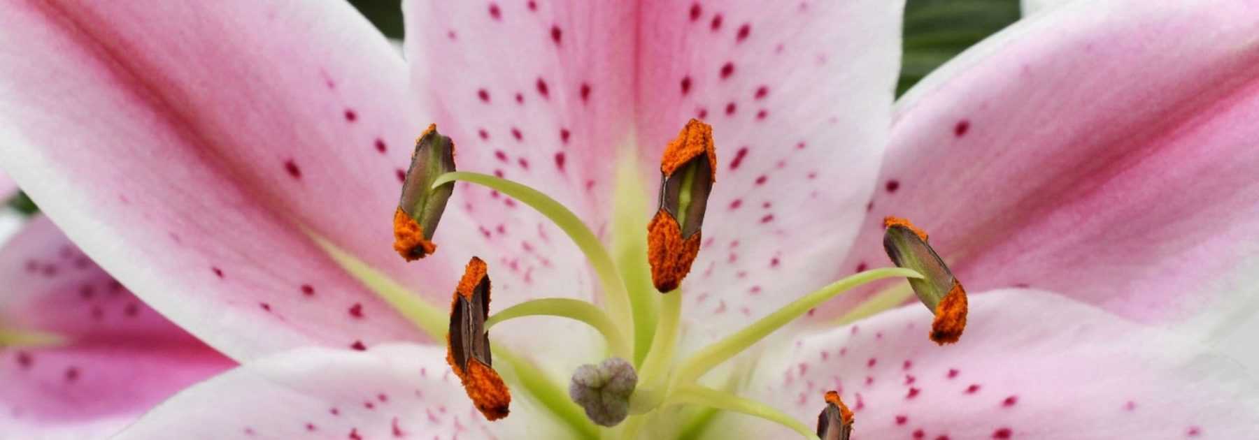 6 bulbes d’été à fleurs parfumées