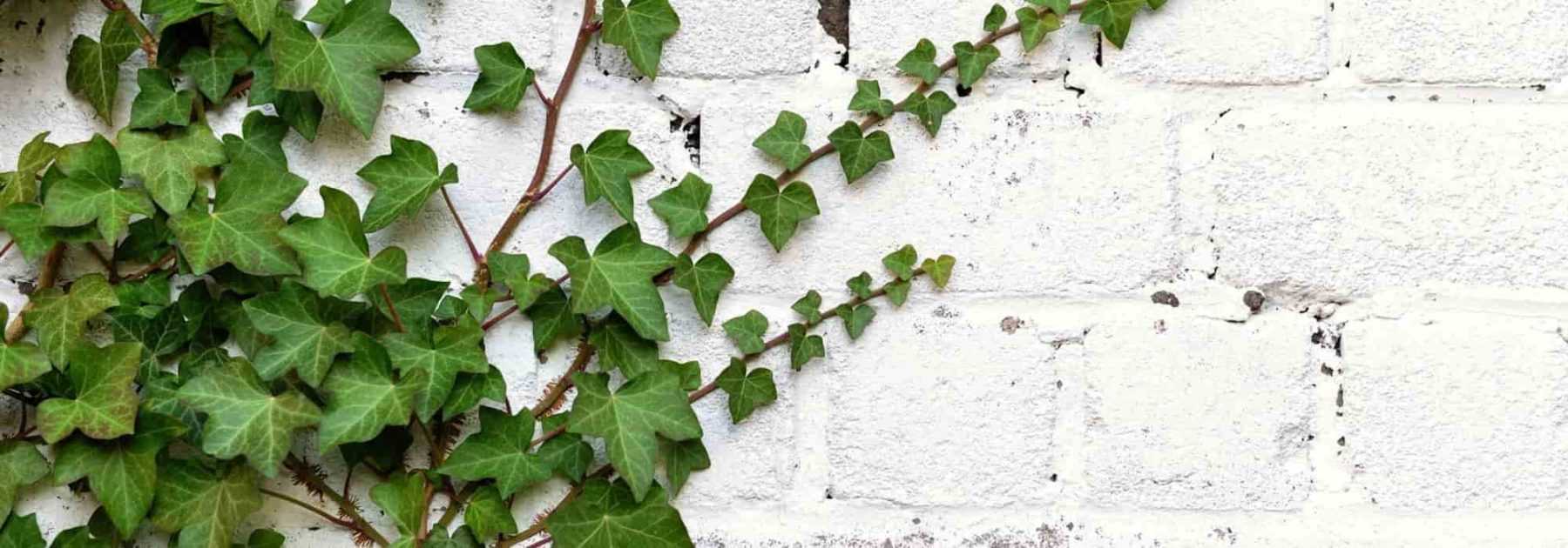 Mur mitoyen : Que planter ?