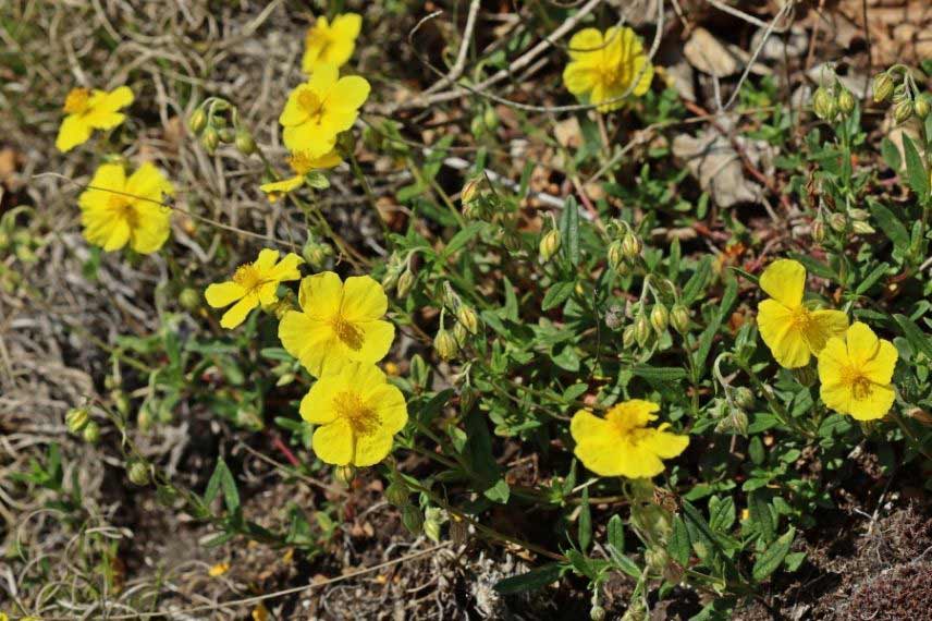 Hélianthèmes : les plus belles variétés