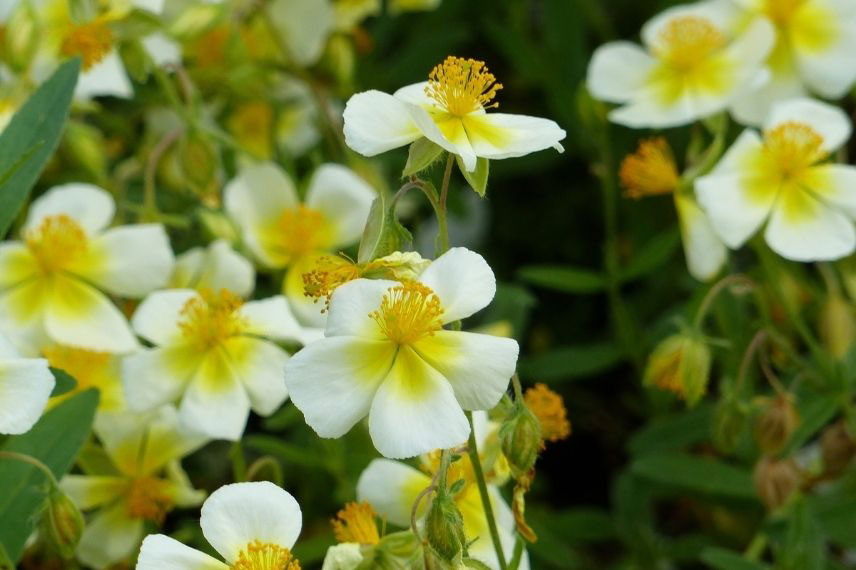 Hélianthèmes : les plus belles variétés