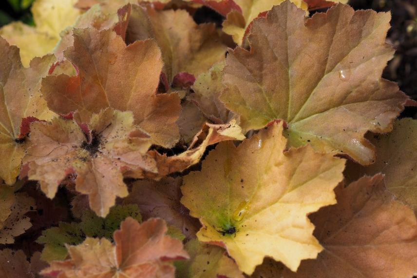 Heuchères : les plus belles variétés