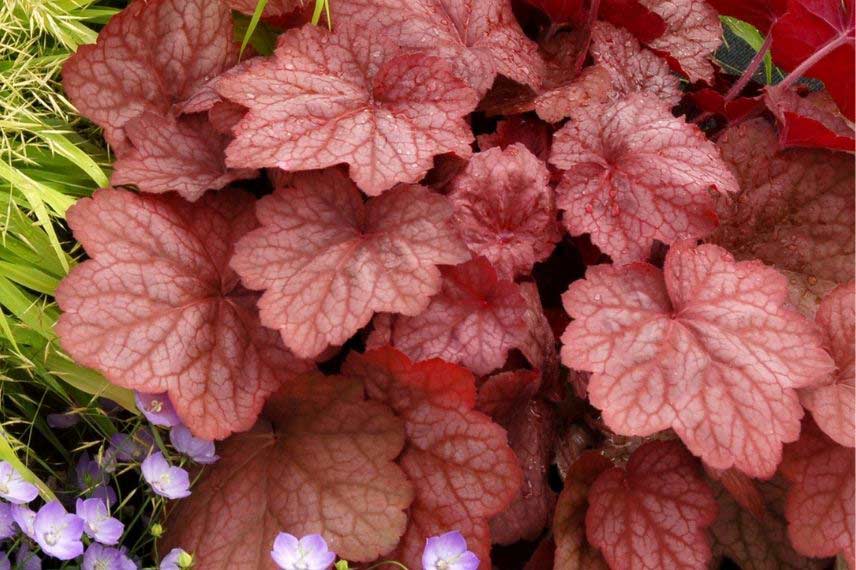 Heuchères : les plus belles variétés