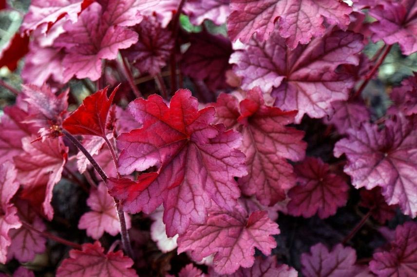 Heuchères : les plus belles variétés