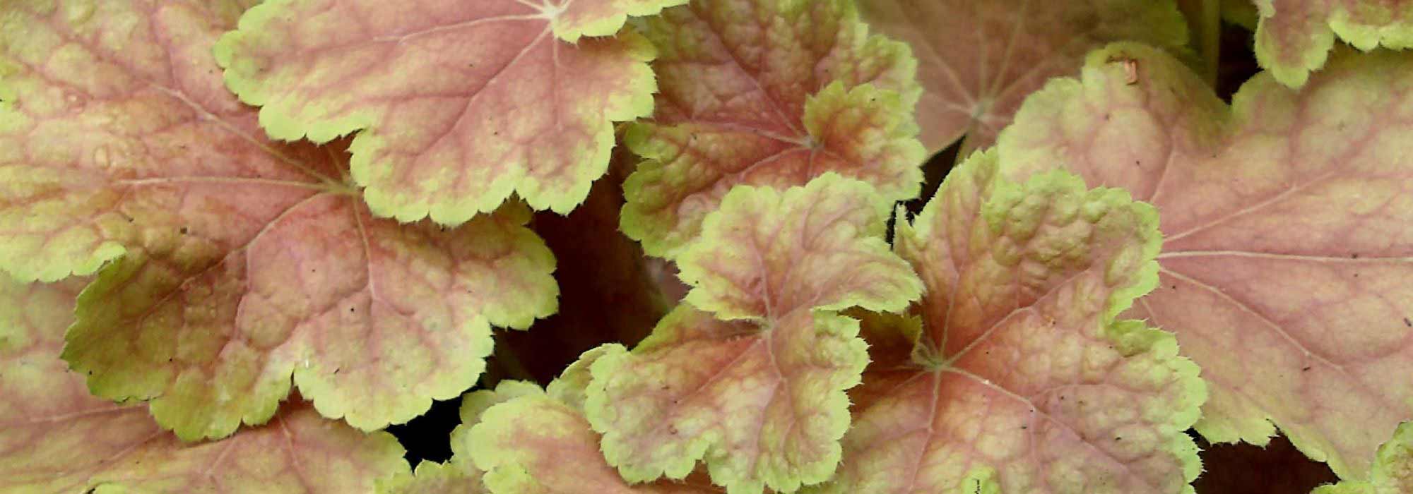 Heuchères : les plus belles variétés