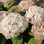 Hortensias arborescens BellaRagazza : Les premiers hortensias 'Annabelle' compacts au monde !