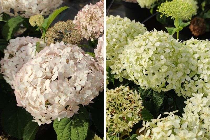 Hortensias arborescens BellaRagazza : Les 1ers 'Annabelle' compacts !