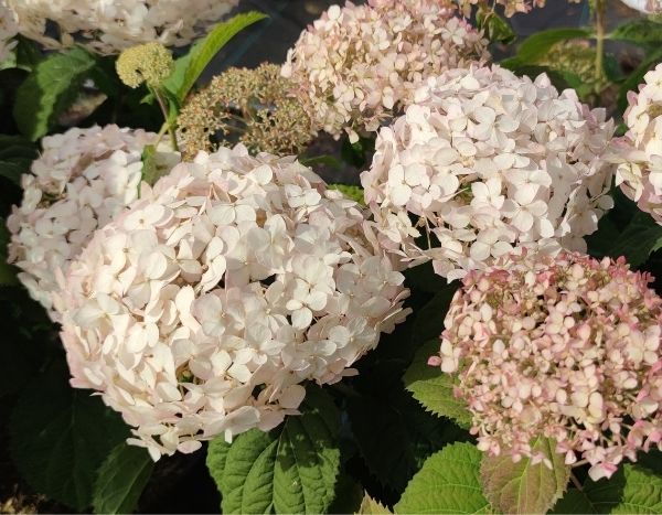 Hortensias arborescens BellaRagazza : Les premiers hortensias 'Annabelle' compacts au monde !