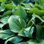 Hostas : les valeurs sûres