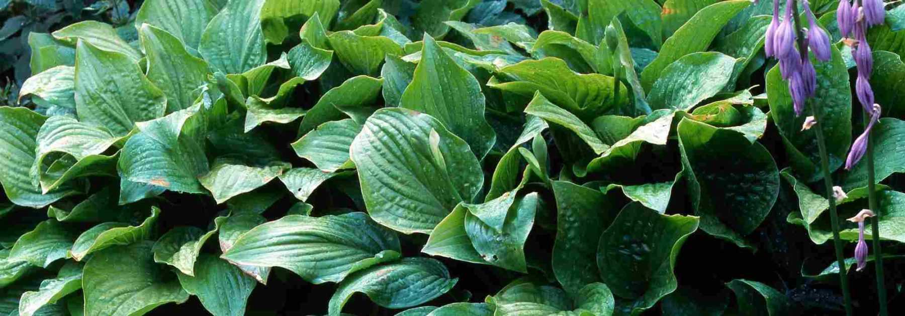 Hostas : les valeurs sûres